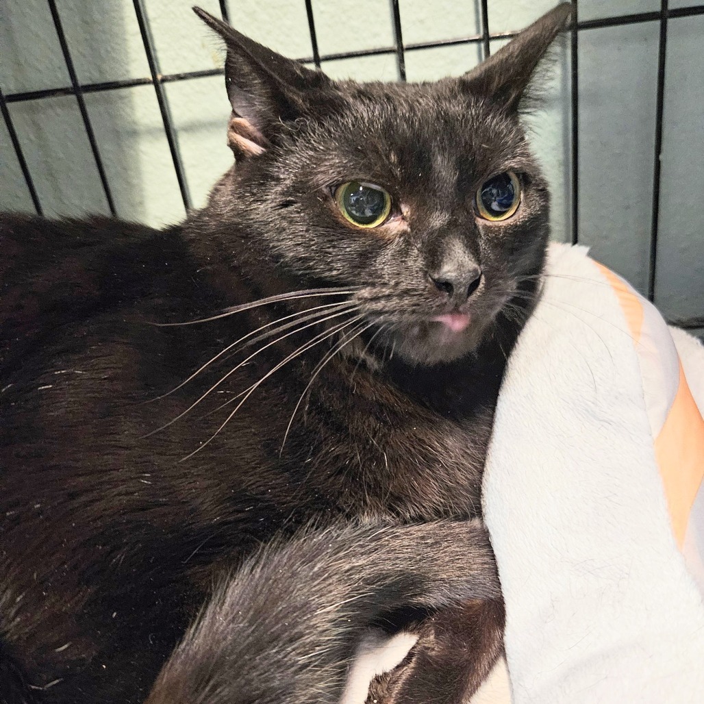 Dabi, an adoptable Domestic Short Hair in Las Vegas, NV, 89146 | Photo Image 6
