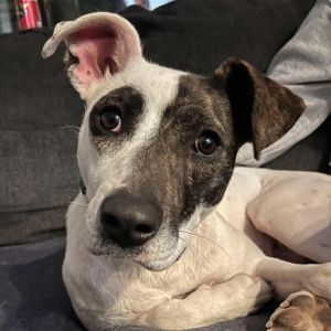 Lyra