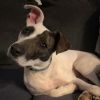 Lyra photo 2