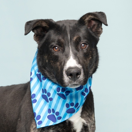 Snoopy, an adoptable Mixed Breed in Caldwell, ID, 83607 | Photo Image 1