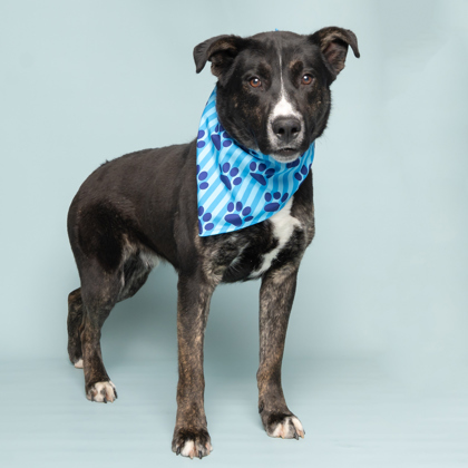 Snoopy, an adoptable Mixed Breed in Caldwell, ID, 83607 | Photo Image 2