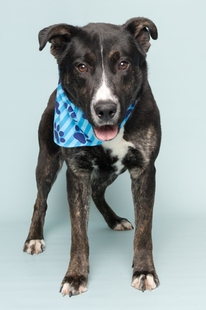 Snoopy, an adoptable Mixed Breed in Caldwell, ID, 83607 | Photo Image 3