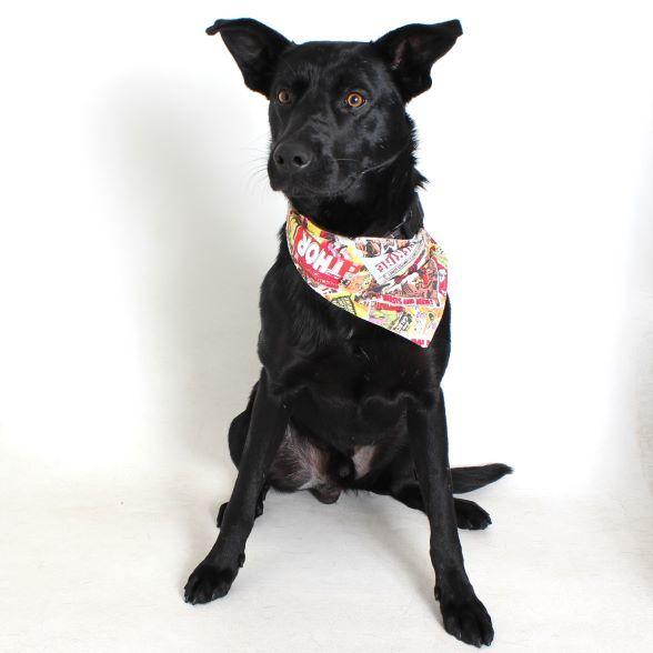Bubbles, an adoptable Labrador Retriever in Redding, CA, 96099 | Photo Image 7