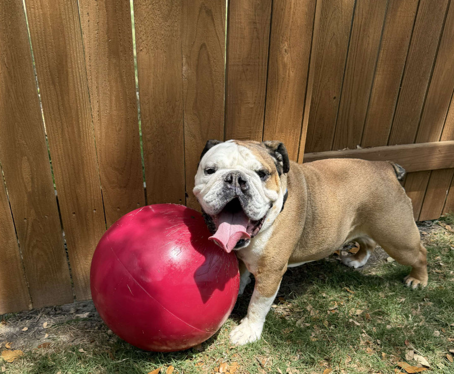 Ham