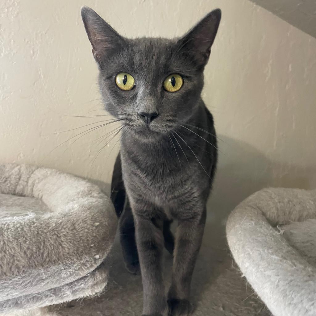 Roxie, an adoptable Domestic Short Hair in Prescott, AZ, 86304 | Photo Image 1