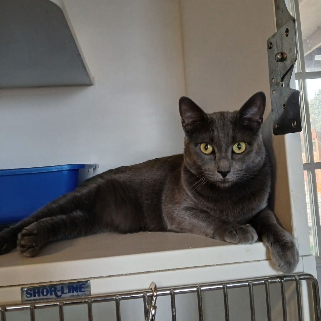 Roxie, an adoptable Domestic Short Hair in Prescott, AZ, 86304 | Photo Image 2