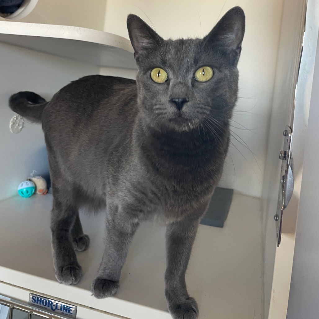 Roxie, an adoptable Domestic Short Hair in Prescott, AZ, 86304 | Photo Image 3