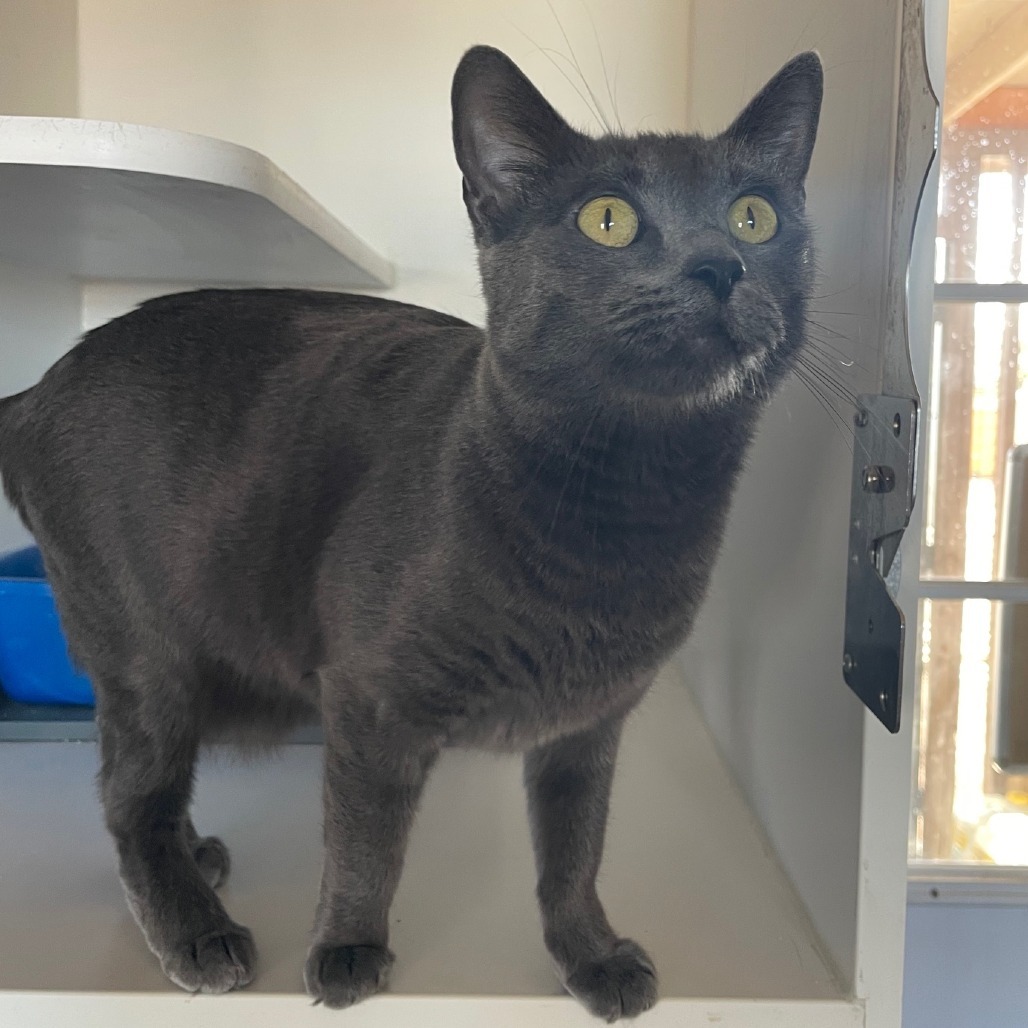 Roxie, an adoptable Domestic Short Hair in Prescott, AZ, 86304 | Photo Image 4
