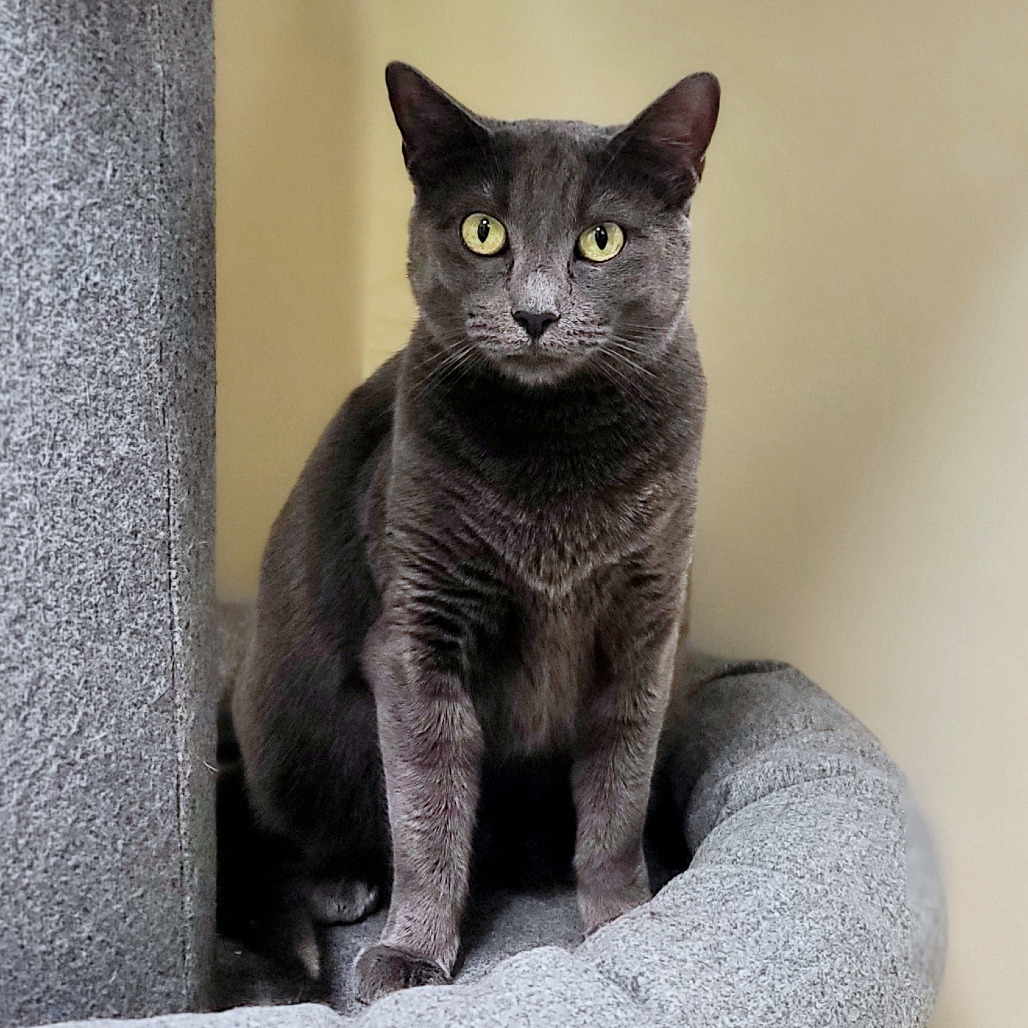 Roxie, an adoptable Domestic Short Hair in Prescott, AZ, 86304 | Photo Image 5