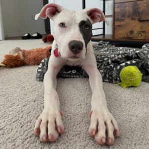 Kali II, Adult Female Pit Bull Terrier
