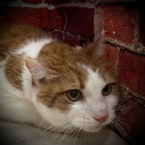 Cooper, Adult Male Domestic Short Hair