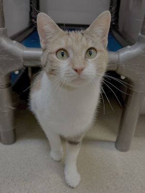 Brie (&amp; Brita), Adult Female Domestic Short Hair