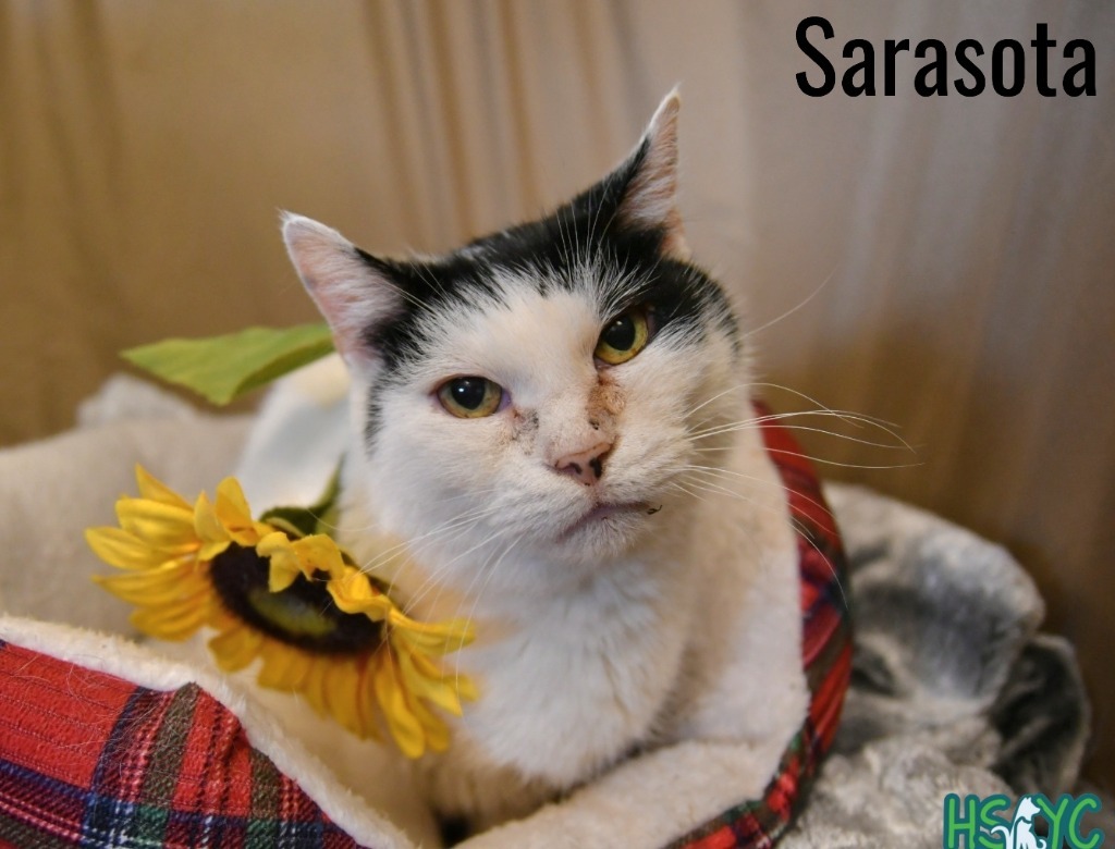 Sarasota