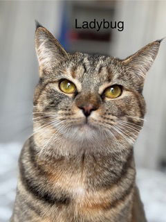 LADYBUG