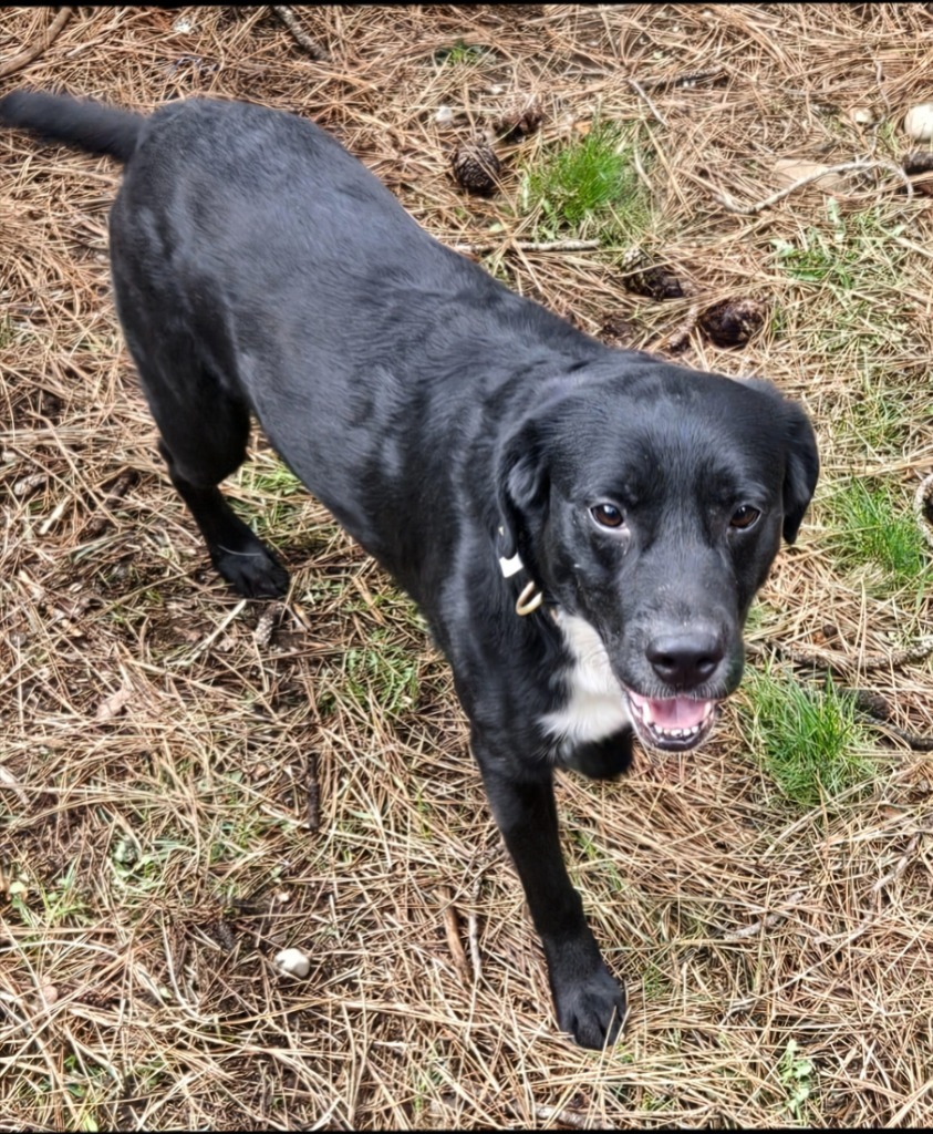 Mitchell, an adoptable Black Labrador Retriever, Terrier in Thompson Falls, MT, 59873 | Photo Image 1
