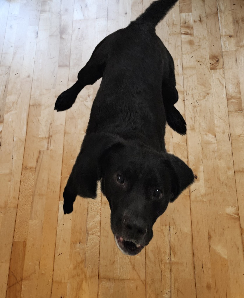 Mitchell, an adoptable Black Labrador Retriever, Border Collie in Thompson Falls, MT, 59873 | Photo Image 2
