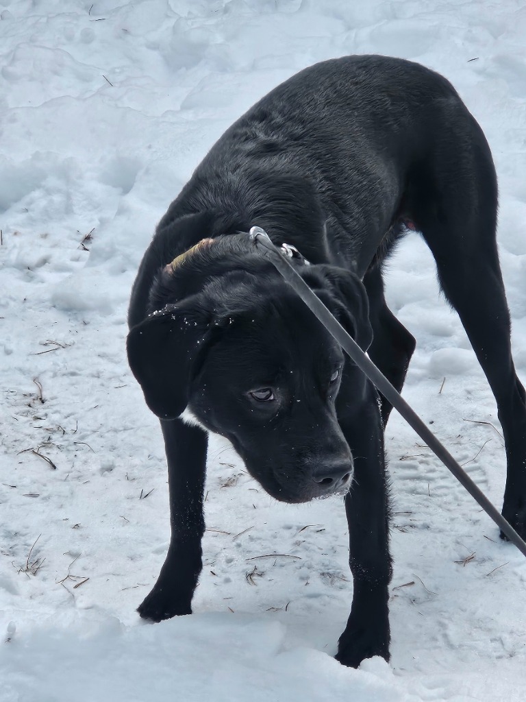 Mitchell, an adoptable Black Labrador Retriever, Terrier in Thompson Falls, MT, 59873 | Photo Image 3