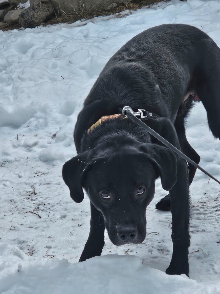 Mitchell, an adoptable Black Labrador Retriever, Terrier in Thompson Falls, MT, 59873 | Photo Image 4