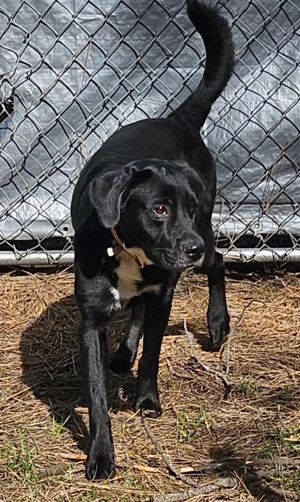 Mitchell, an adoptable Black Labrador Retriever, Border Collie in Thompson Falls, MT, 59873 | Photo Image 5