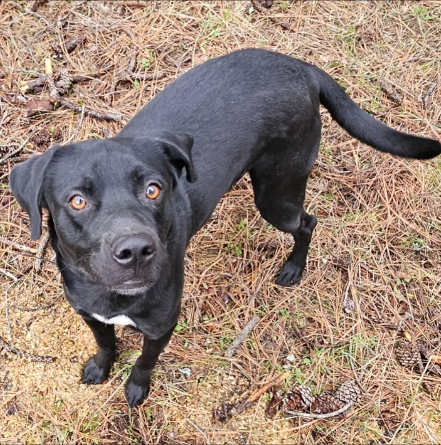Milo the Lab