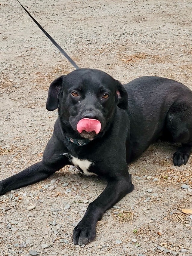 Milo the Lab, an adoptable Black Labrador Retriever, Border Collie in Thompson Falls, MT, 59873 | Photo Image 1