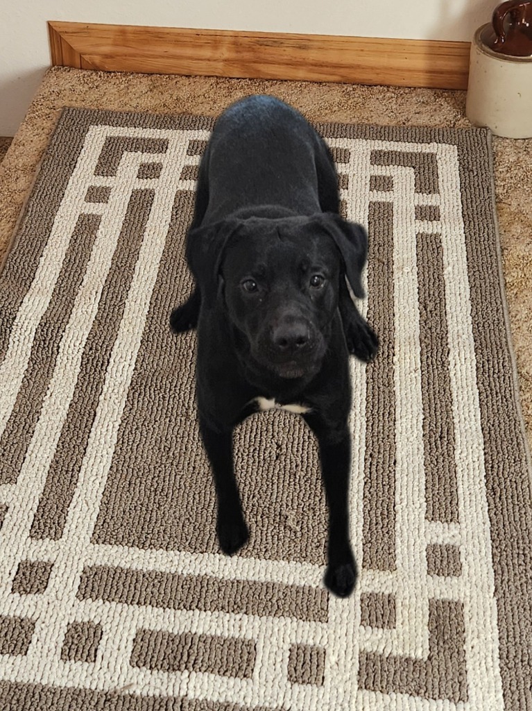 Milo the Lab