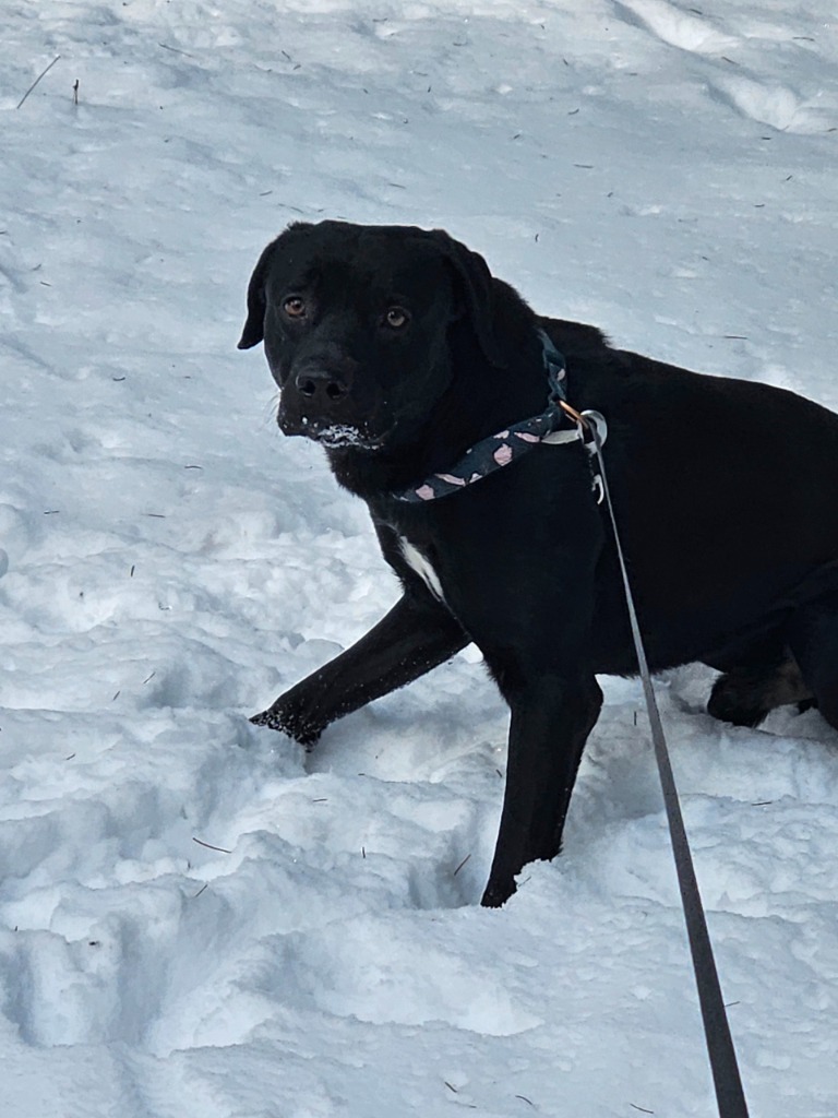 Milo the Lab, an adoptable Black Labrador Retriever, Border Collie in Thompson Falls, MT, 59873 | Photo Image 3