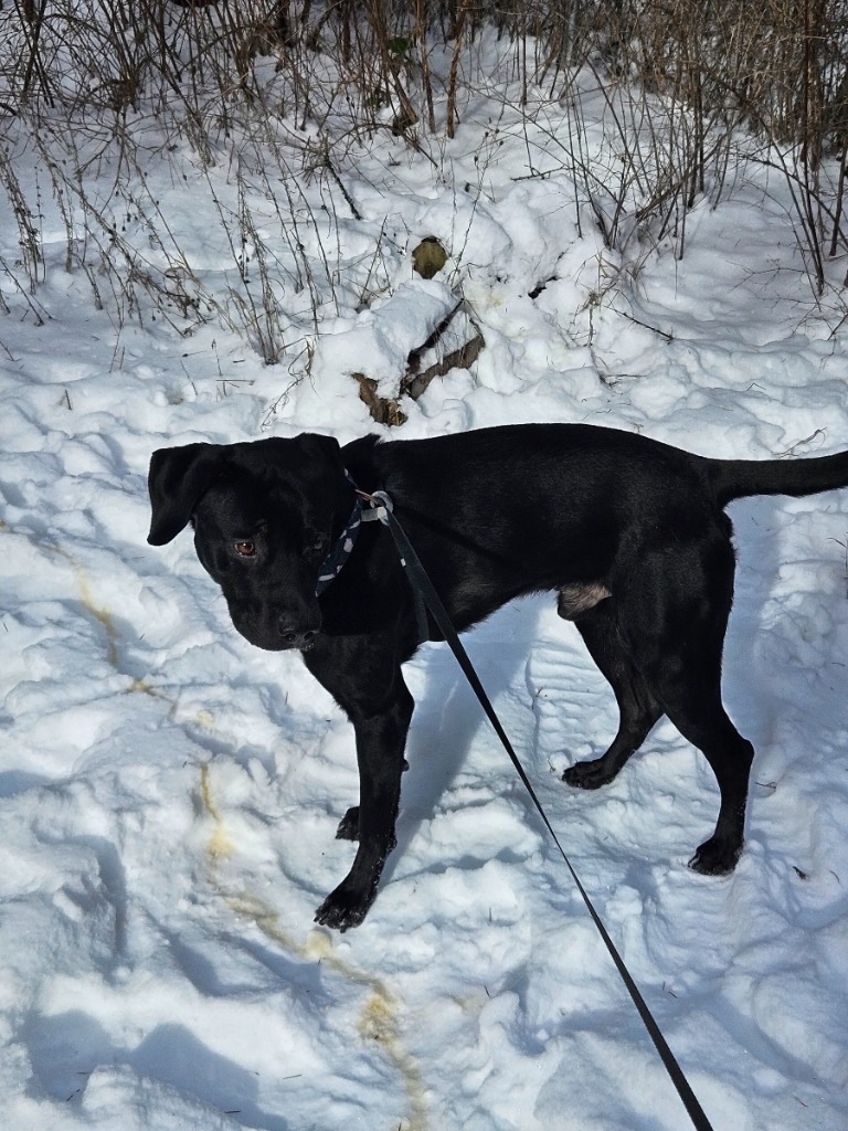 Milo the Lab