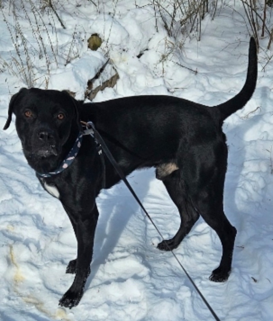 Milo the Lab, an adoptable Black Labrador Retriever, Terrier in Thompson Falls, MT, 59873 | Photo Image 5