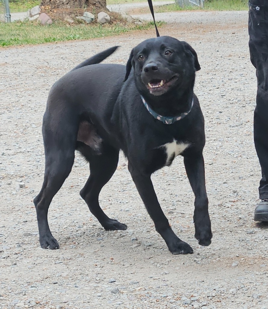 Milo the Lab, an adoptable Black Labrador Retriever, Border Collie in Thompson Falls, MT, 59873 | Photo Image 5