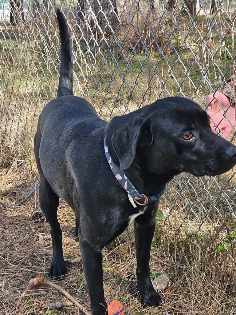 Milo the Lab