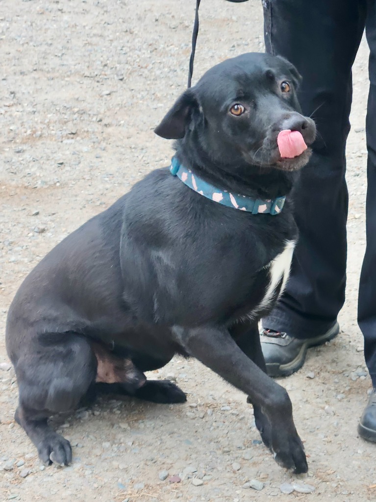 Milo the Lab, an adoptable Black Labrador Retriever, Border Collie in Thompson Falls, MT, 59873 | Photo Image 6