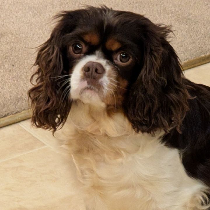 Lucy Lu 1