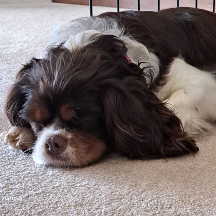 Lucy Lu 2