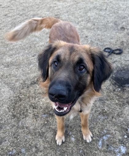 Tarzan, an adoptable Shepherd, Leonberger in Madison, WI, 53718 | Photo Image 1