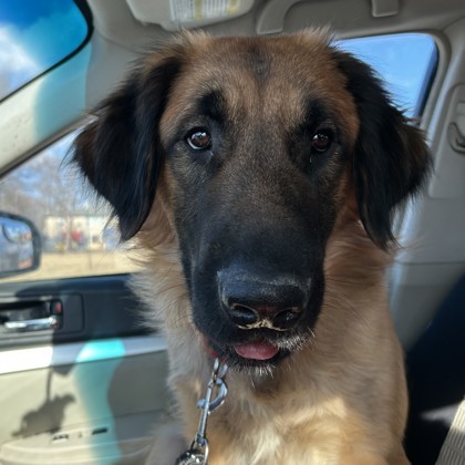 Tarzan, an adoptable Shepherd, Leonberger in Madison, WI, 53718 | Photo Image 2