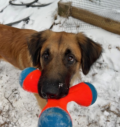 Tarzan, an adoptable Shepherd, Leonberger in Madison, WI, 53718 | Photo Image 3