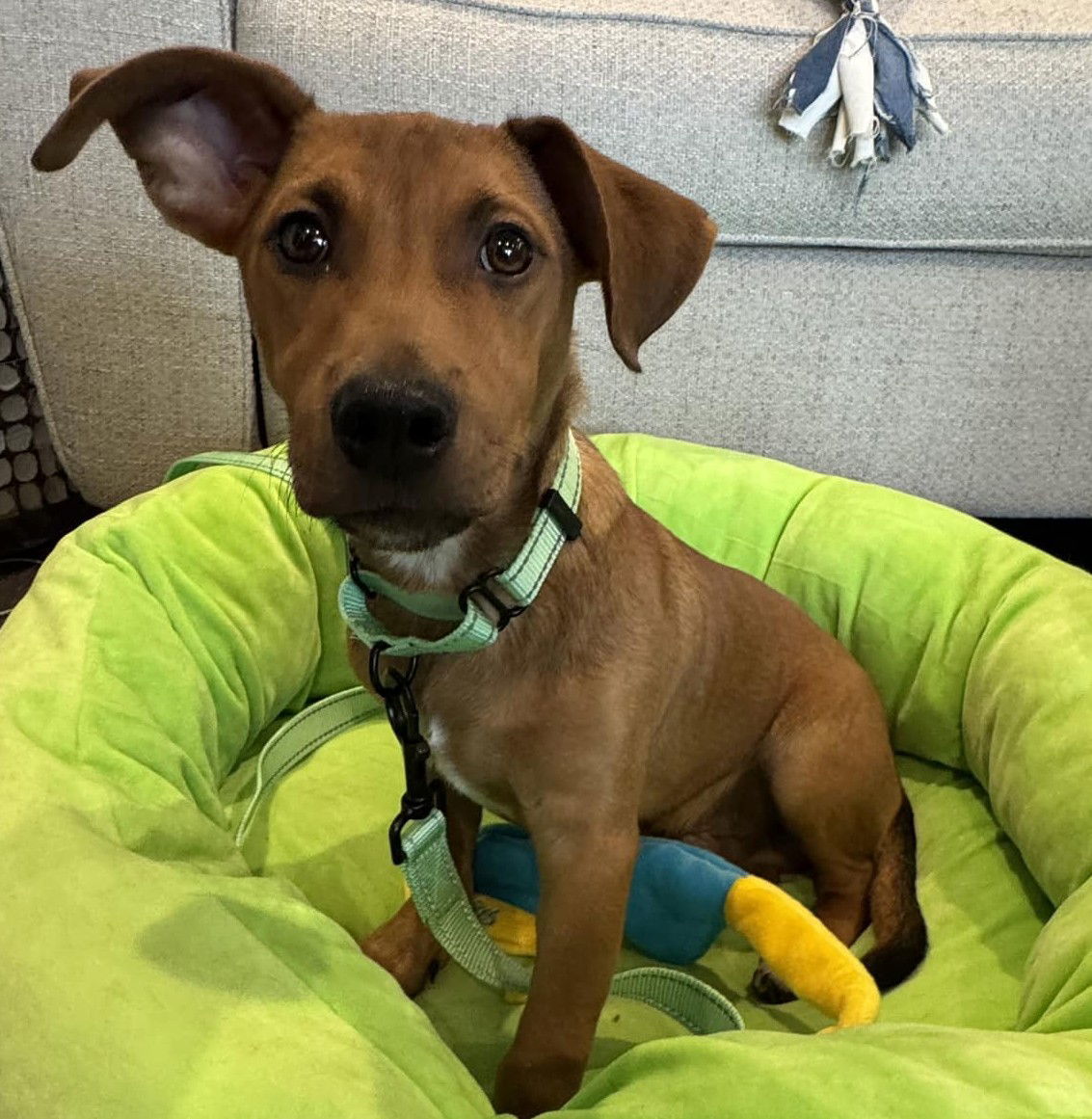 Jethro - Shy but Goofy!