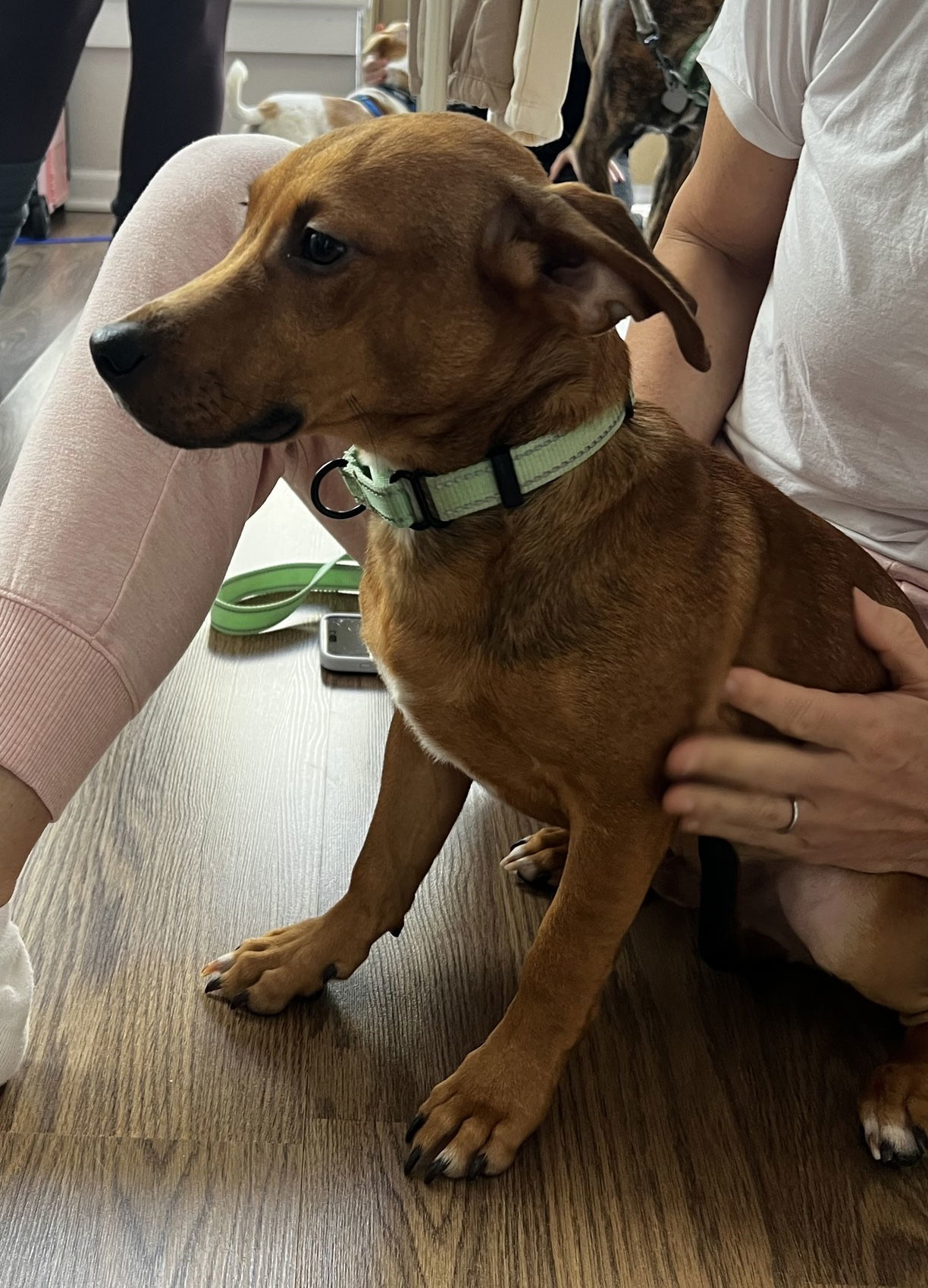 Jethro - Shy but Goofy!