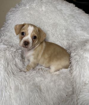 Coco Current