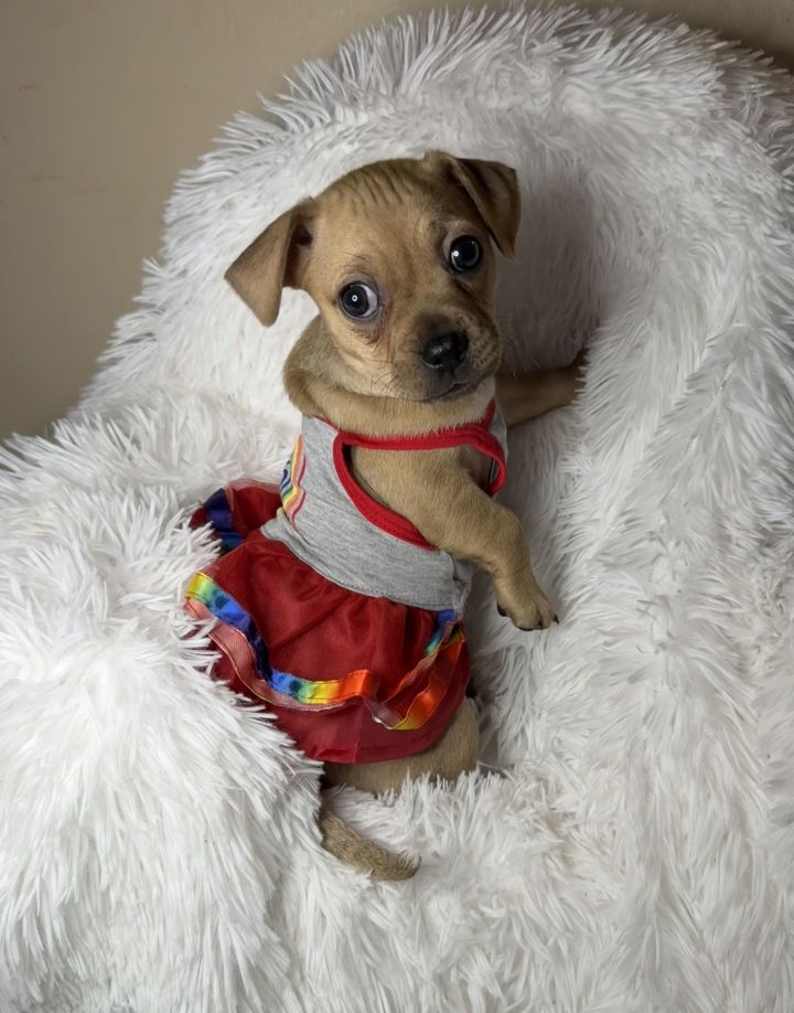 Pearla Pirate 2