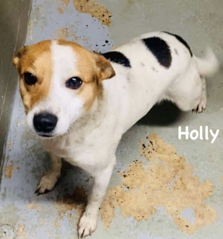 Holly 3