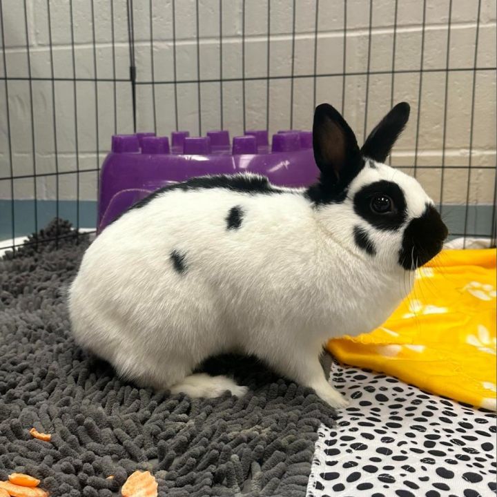 Nelly 1