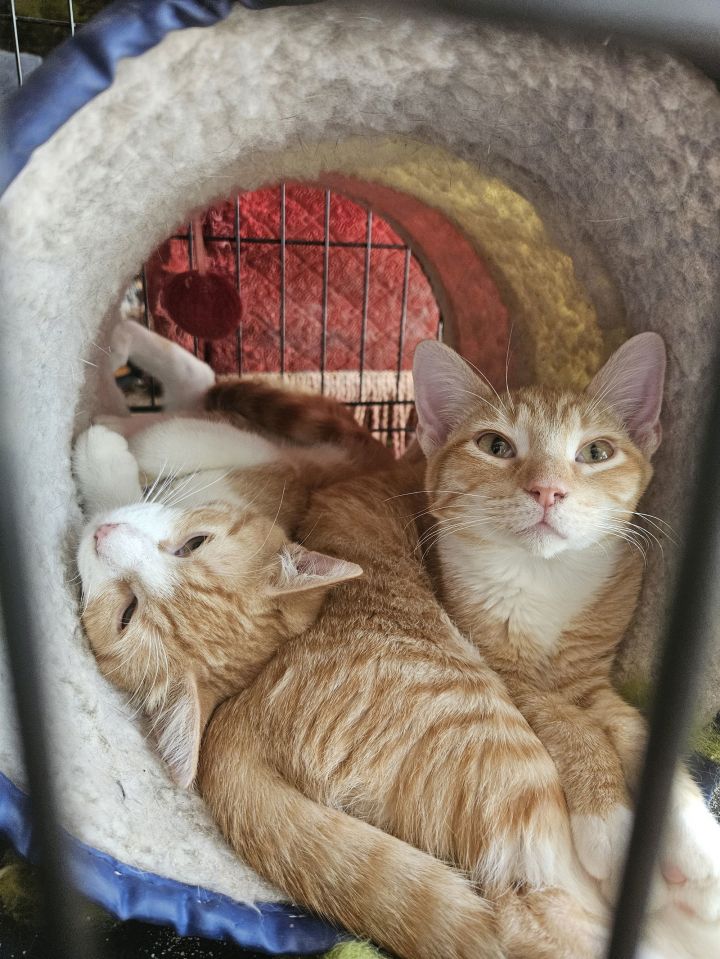 Tiancat 3