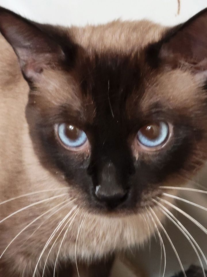 Buddy 2