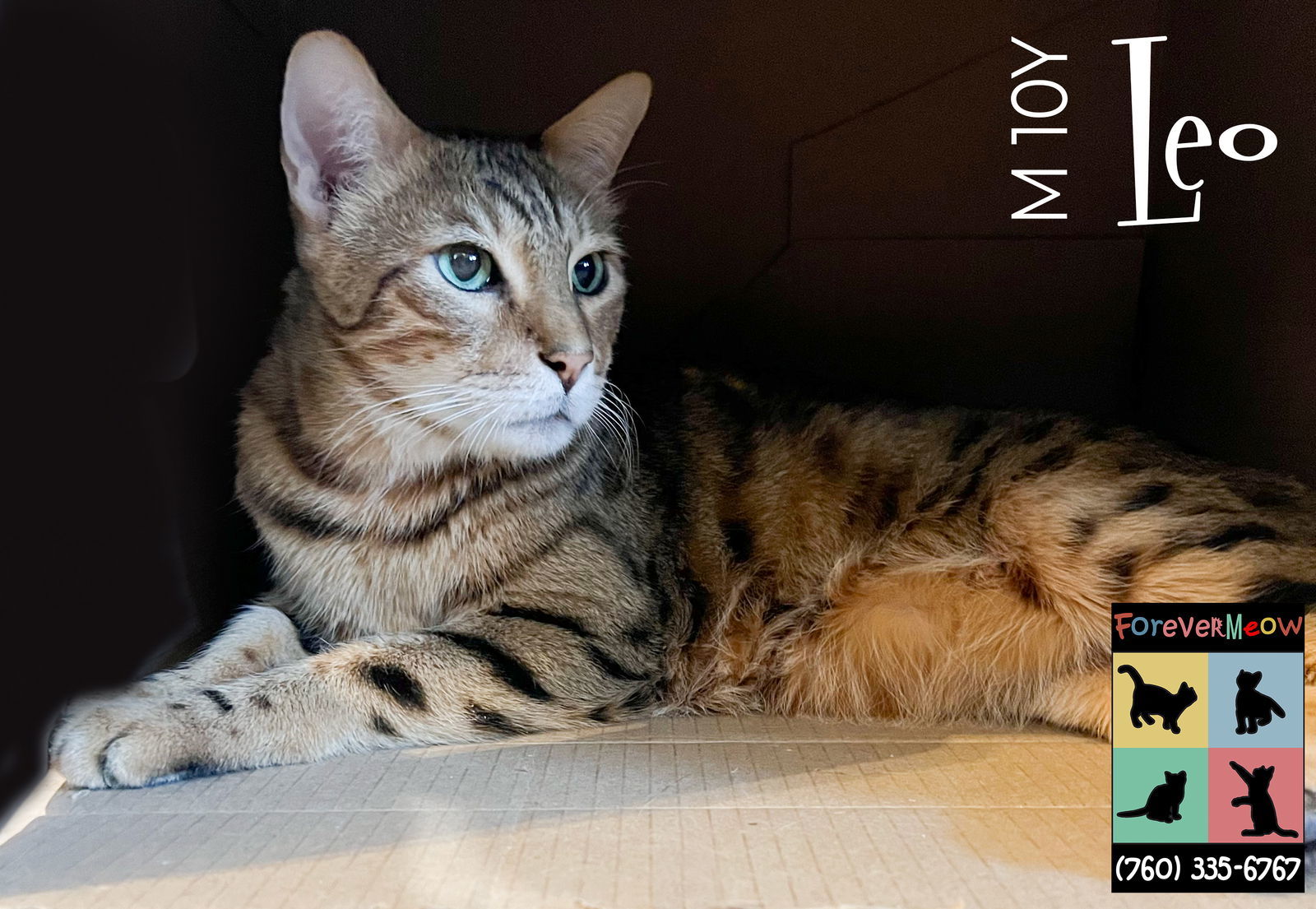 Leo