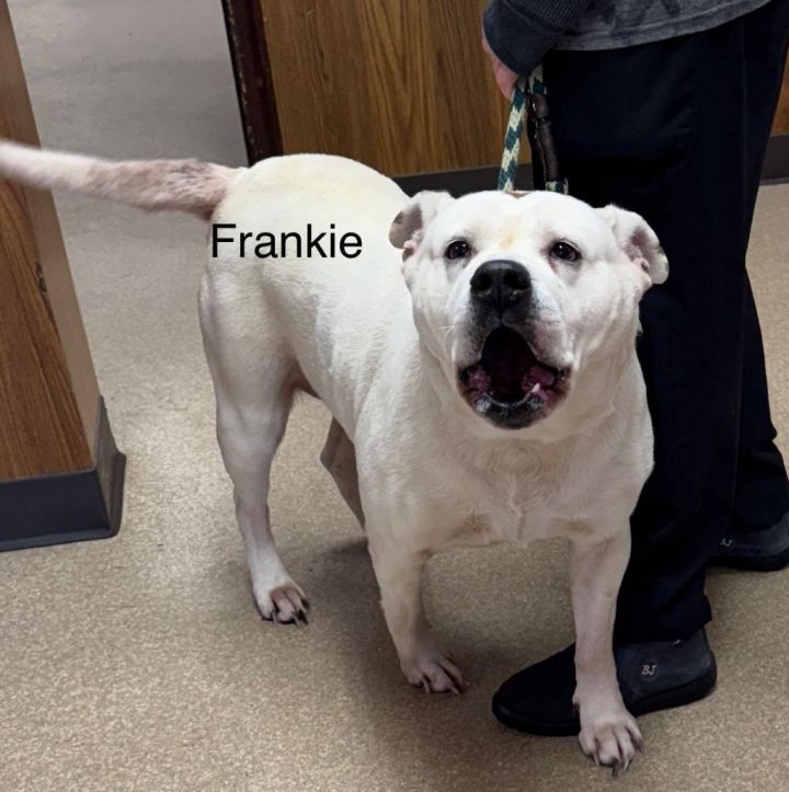 Frankie 2
