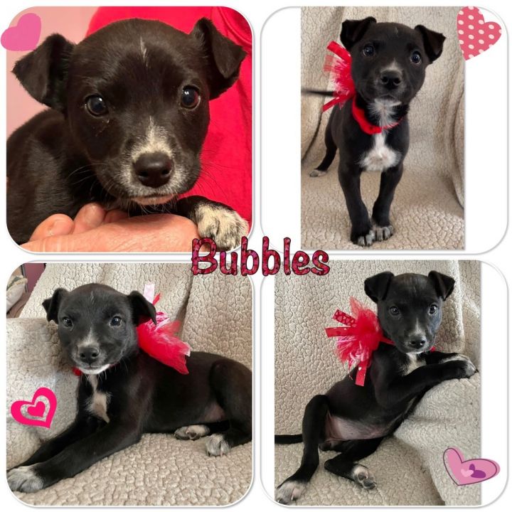 Bubbles - road litter of 2 3