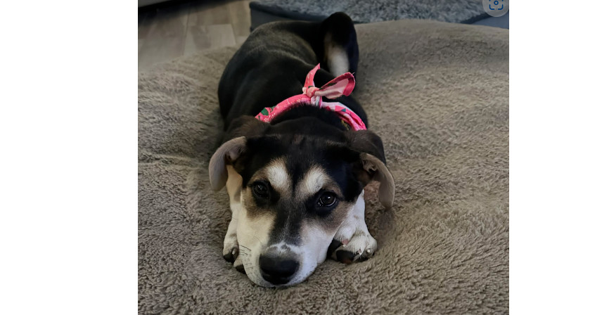 Star Trek 7: Deanna, an adoptable Entlebucher in Dallas, TX, 75248 | Photo Image 1