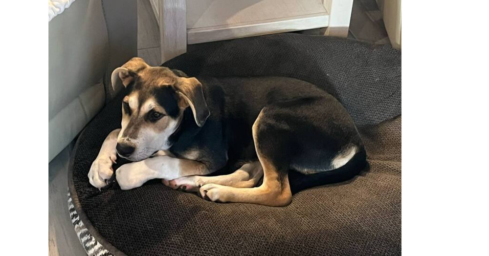Star Trek 7: Deanna, an adoptable Entlebucher in Dallas, TX, 75248 | Photo Image 1